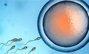 In-vitro Fertilization (IVF) Treatment by WOMB IVF