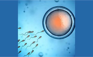 Ivf Img