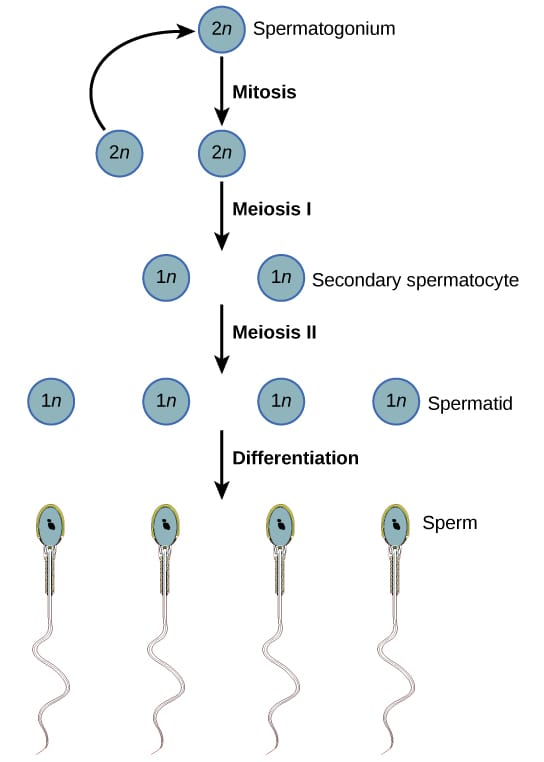 UNDERSTANDING MALE CYCLE